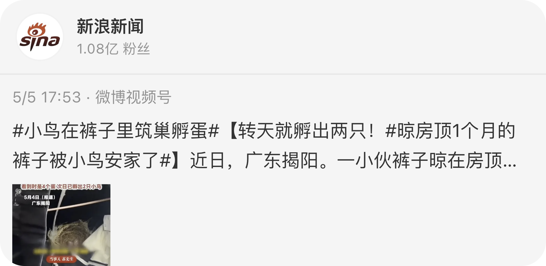 Weibo Weibo Profile Feed wide